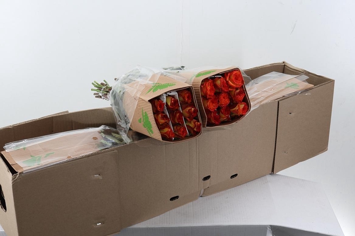 <h4>R Gr High & Magic Box50cm Fu</h4>