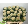 Brassica White Crane