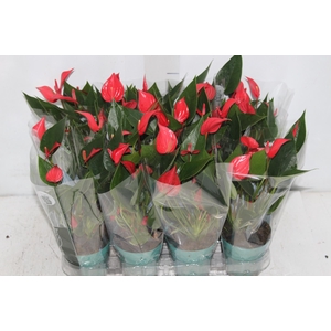 ANTHURIUM MINI MILLION PURE P09