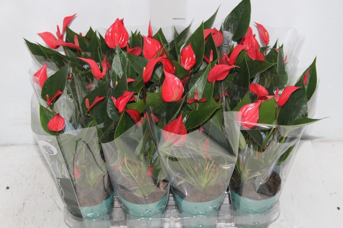 <h4>ANTHURIUM MINI MILLION PURE P09</h4>