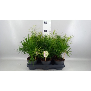 Asparagus falcatus