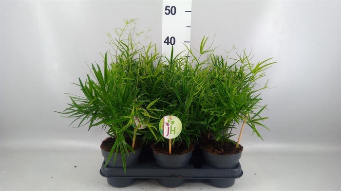 <h4>Asparagus falcatus</h4>