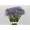 Agapanthus Silberpfeil