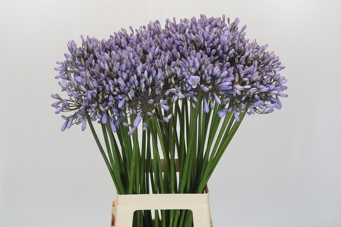 <h4>Agapanthus Silberpfeil</h4>
