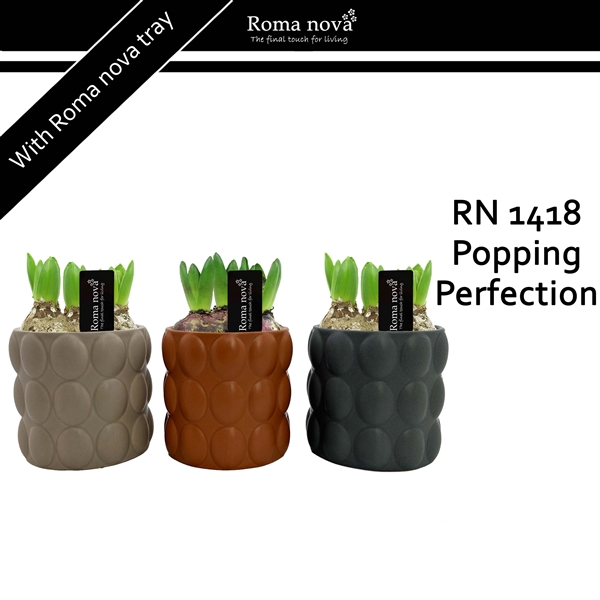 <h4>1418 - Popping Perfection (Hyacint)</h4>