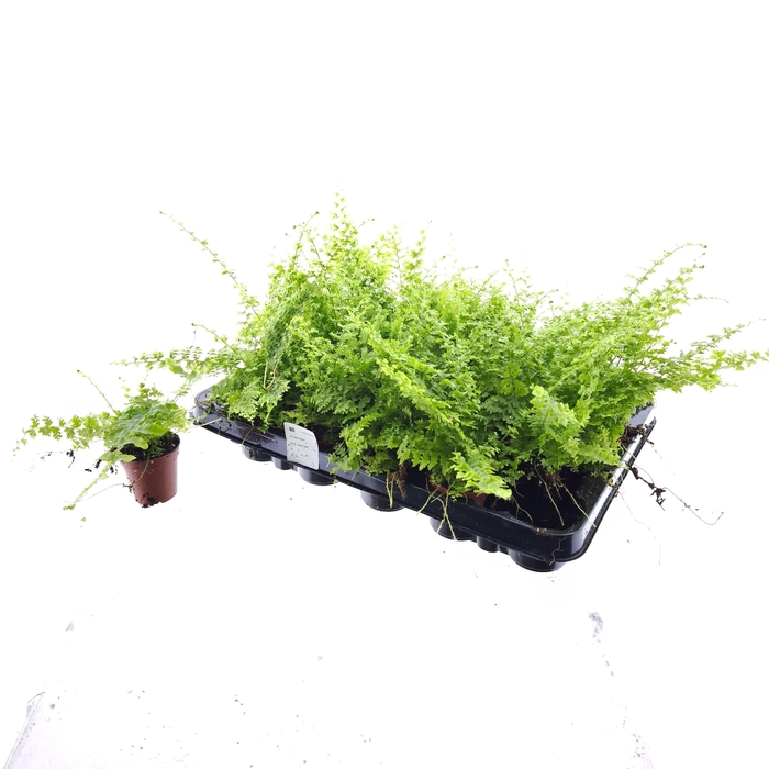 <h4>NEPHR EX GREEN FANTA</h4>