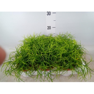 Rhipsalis baccifera 'Oasis'