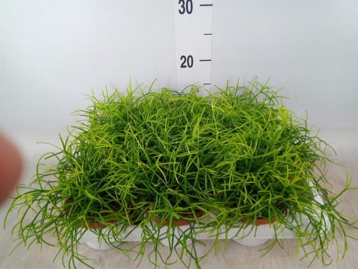 <h4>Rhipsalis baccifera 'Oasis'</h4>