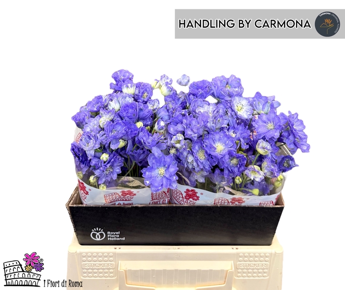 <h4>DELPH EN M LAVENDER</h4>