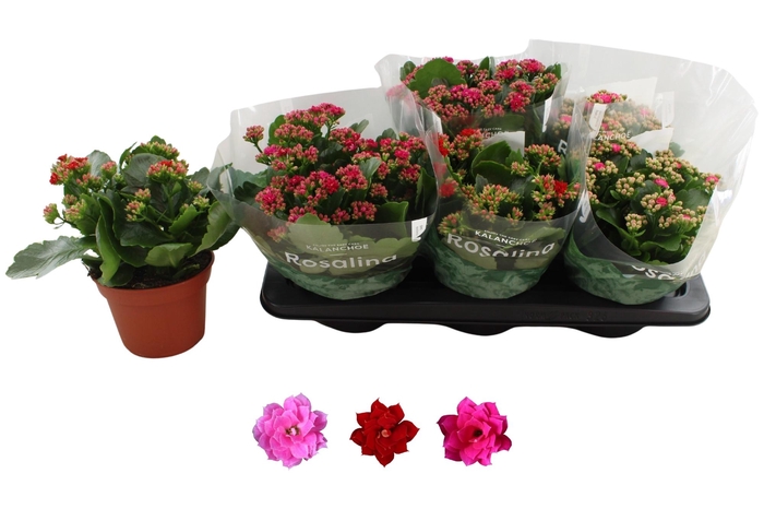 <h4>KAL GE RO GEM 3 KL</h4>