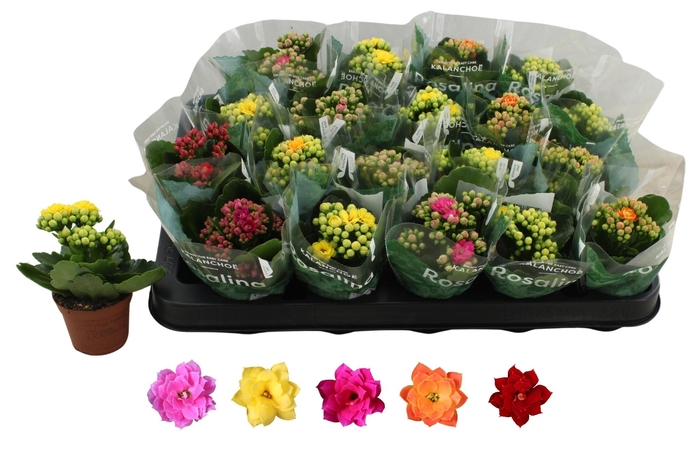 <h4>KAL GE RO GEM 5 KL</h4>