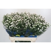 Aster White Gypsy