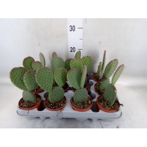 Opuntia microdasys