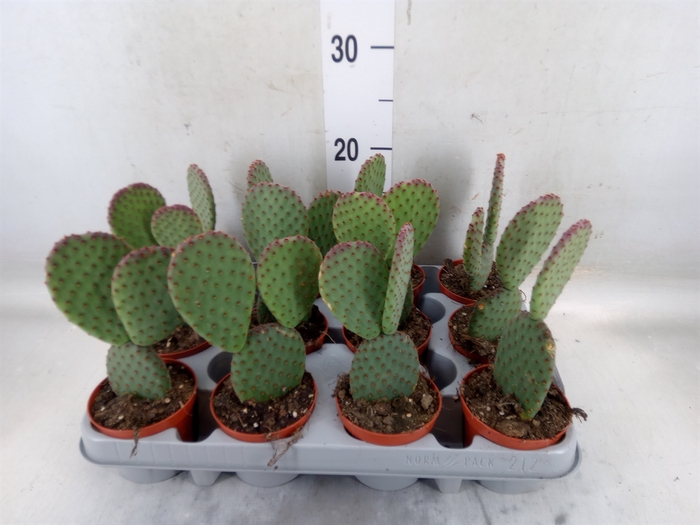 <h4>Opuntia microdasys</h4>