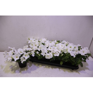 arr8 Pet Ov White