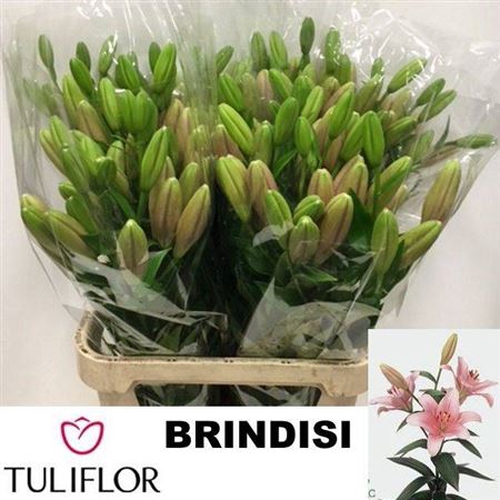 <h4>Li La Brindisi</h4>