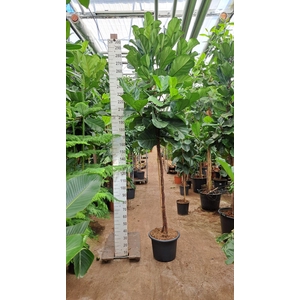 Ficus lyrata