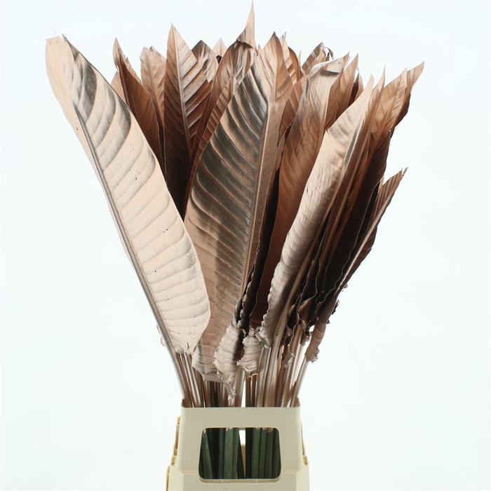 <h4>Strelit Blad Champagne</h4>