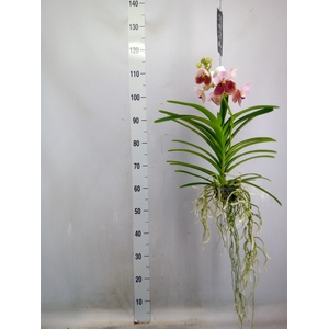 Vanda  hybriden
