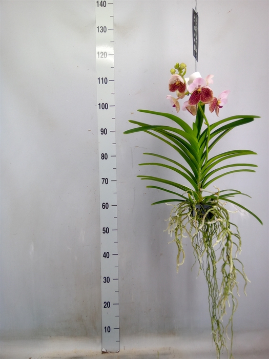 <h4>Vanda  hybriden</h4>