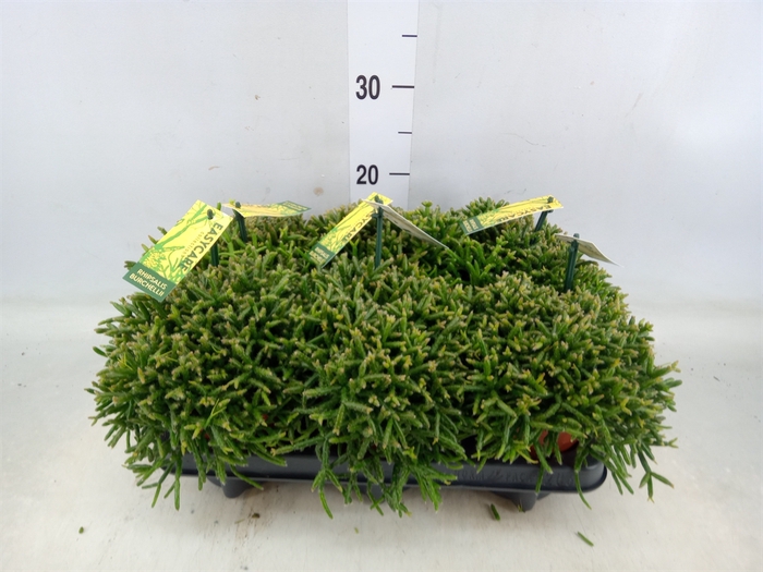 <h4>Rhipsalis burchellii</h4>