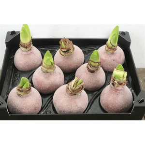 HIPPEASTRUM WAXED COPPER