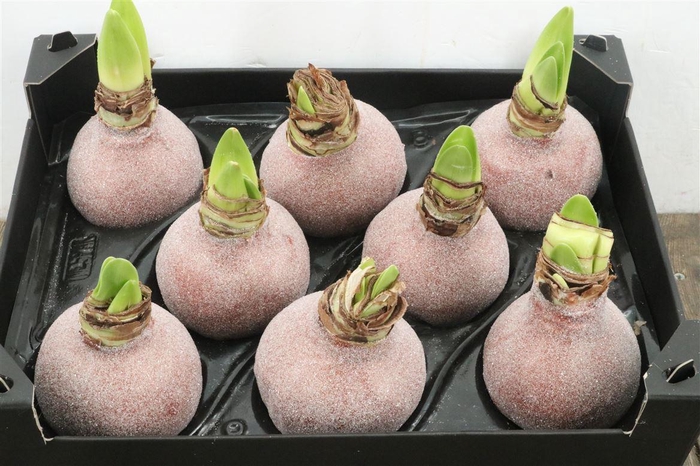 <h4>HIPPEASTRUM WAXED COPPER</h4>