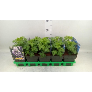 Aconitum cammarum 'Bicolor'