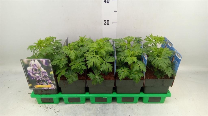 <h4>Aconitum cammarum 'Bicolor'</h4>