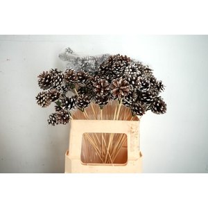 Pick pinecone 3x3,5cm+50cm stick tipped(white tips)