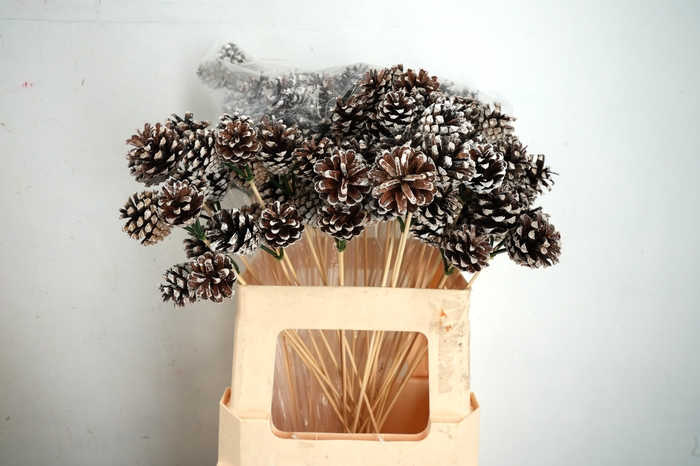 <h4>Pick pinecone 3x3,5cm+50cm stick tipped(white tips)</h4>