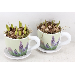 arr4 Muscari JS - Floral kop/schotel x6