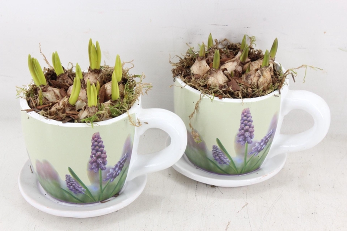 <h4>arr4 Muscari JS - Floral kop/schotel x6</h4>