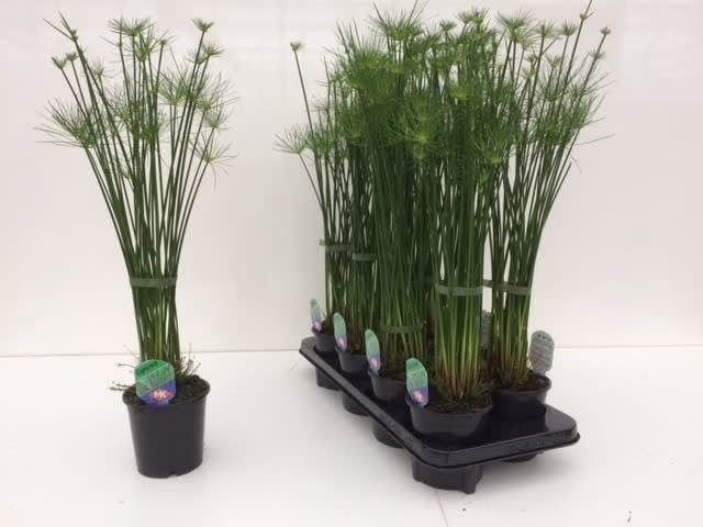 <h4>CYPER HASPAN</h4>