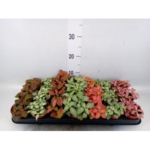 Fittonia   ...mix 7