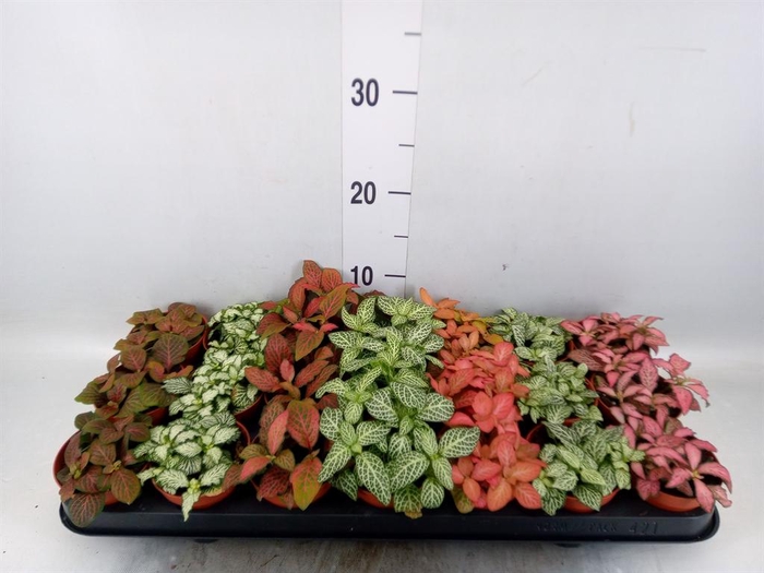<h4>Fittonia   ...mix 7</h4>