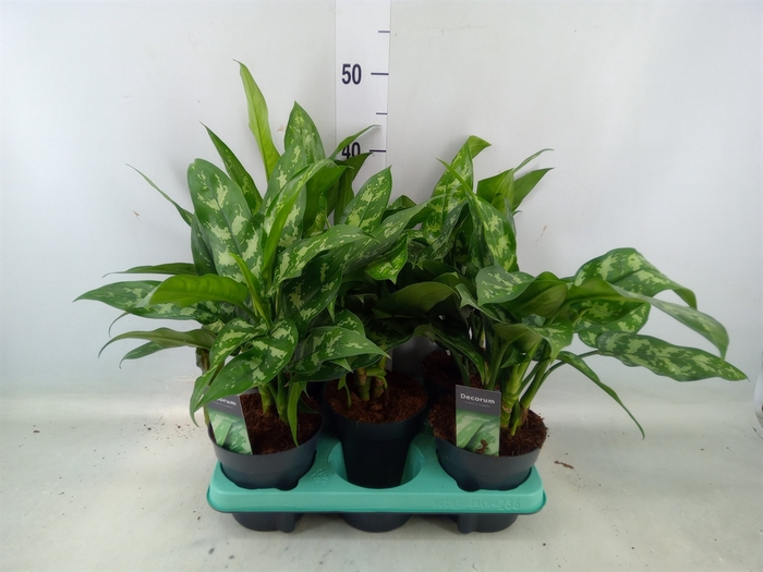 <h4>Aglaonema  'Maria'</h4>