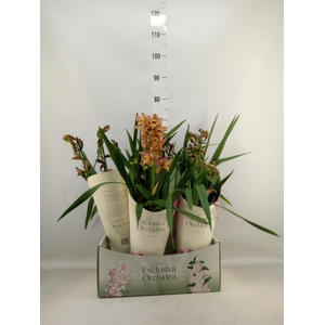 Cymbidium   ...