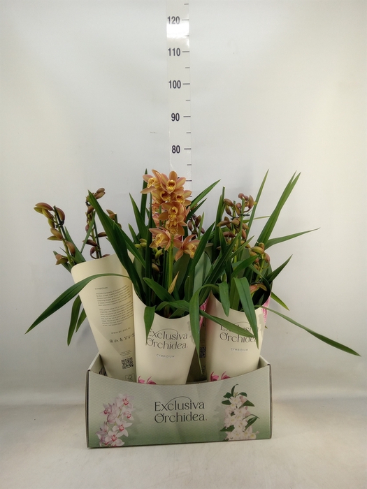 <h4>Cymbidium   ...</h4>