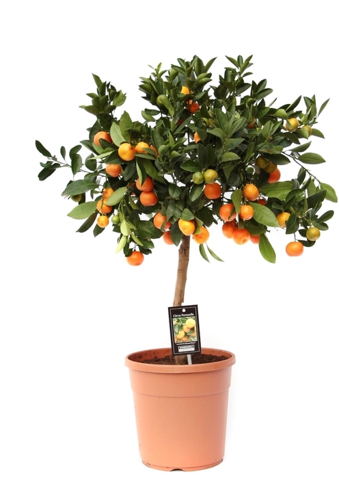 Citrus Calamondin stem P22