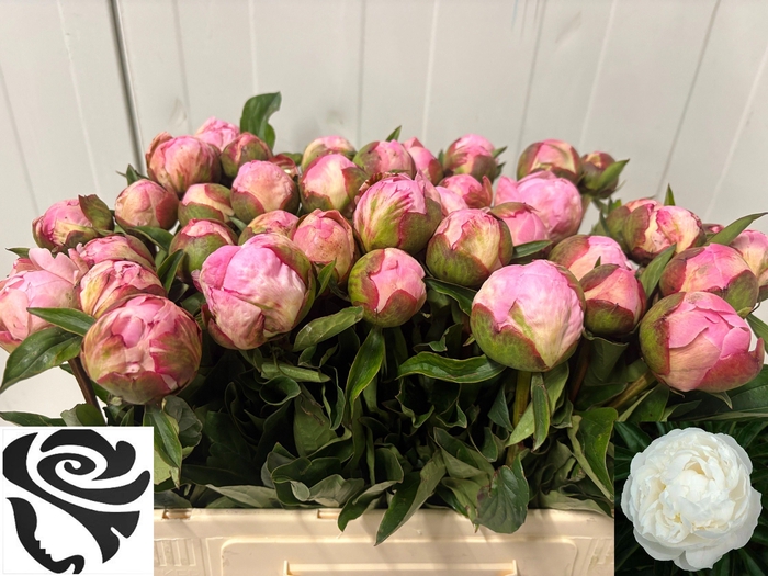 <h4>PAEO L GARDENIA</h4>