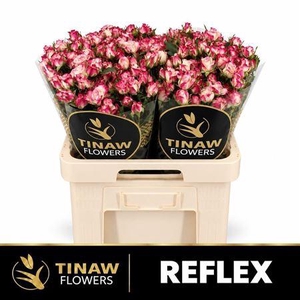 R Tr Reflex