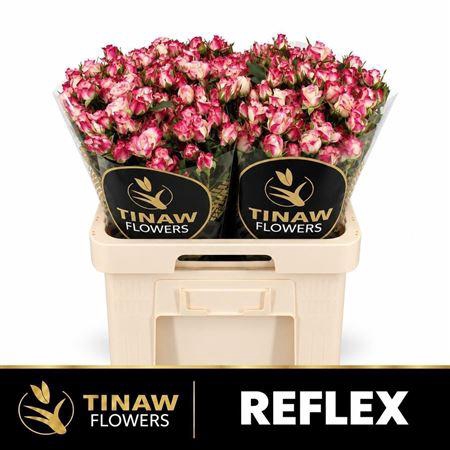 <h4>R Tr Reflex</h4>