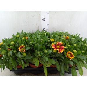 Gaillardia aristata