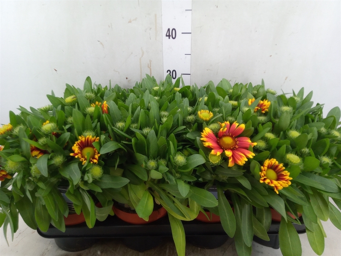 <h4>Gaillardia aristata</h4>