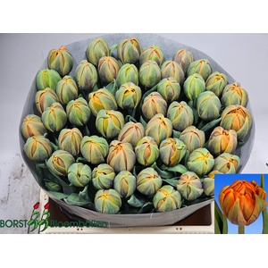 TU DU ORANGE PRINCES