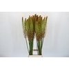Eremurus  'Flash Dance'