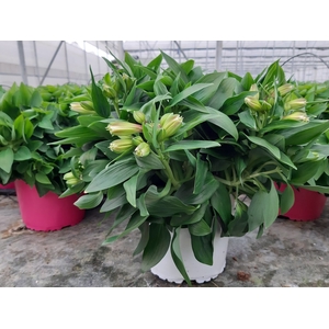 Alstroemeria mixkar