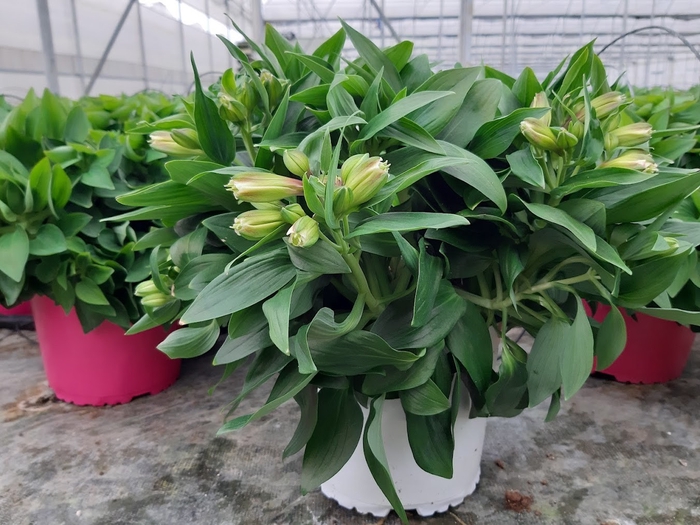 <h4>Alstroemeria mixkar</h4>