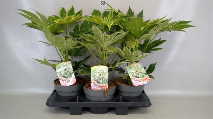 <h4>Fatsia japonica 'Variegata'</h4>